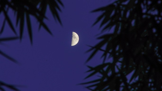 竹林前景月亮落下丨延时摄影
