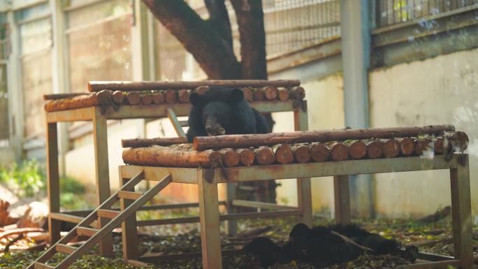 实拍动物园慵懒的黑熊动物