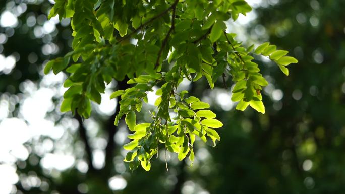 夏天阳光树叶唯美空镜头意境植物