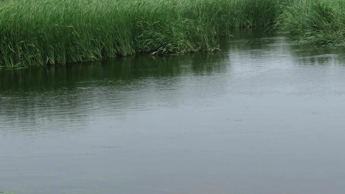 盛夏湿地不时传来生灵叫声