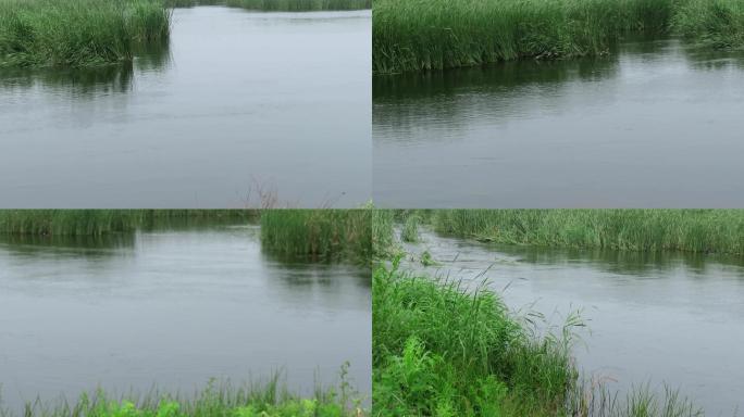 盛夏湿地不时传来生灵叫声