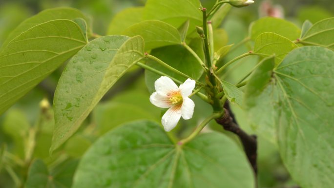 4k春天山花桐子花新雨后