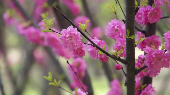 春天里、梅花开