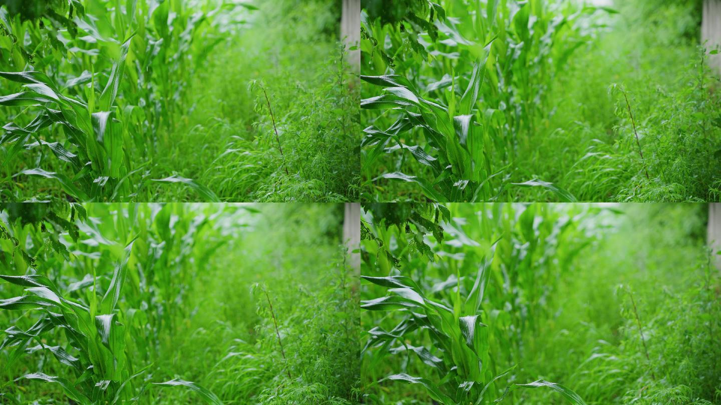 4k下雨天玉米地庄家农村