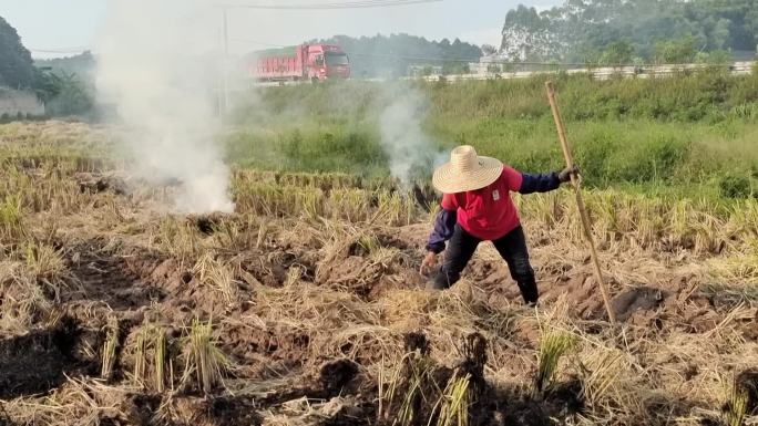 稻田妇女烧禾杆火堆火堆火苗烧禾杆烧火麦杆