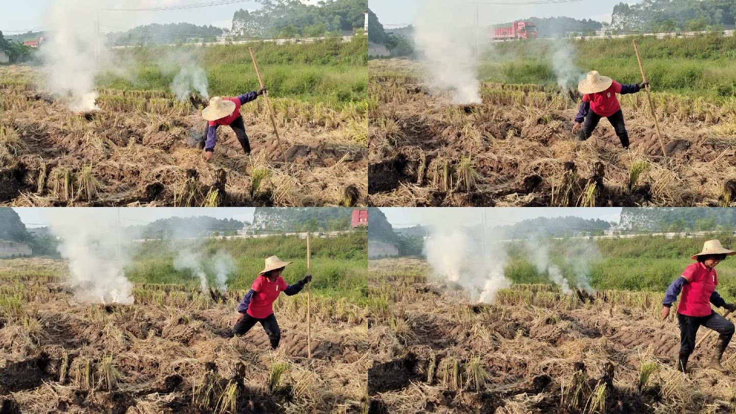 稻田妇女烧禾杆火堆火堆火苗烧禾杆烧火麦杆