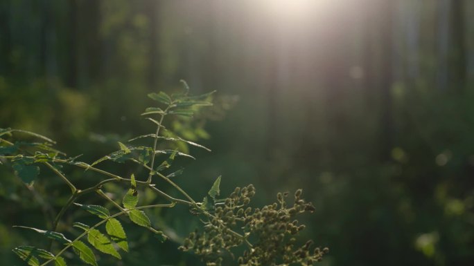 长白山 野外 森林 树叶 阳光 植物