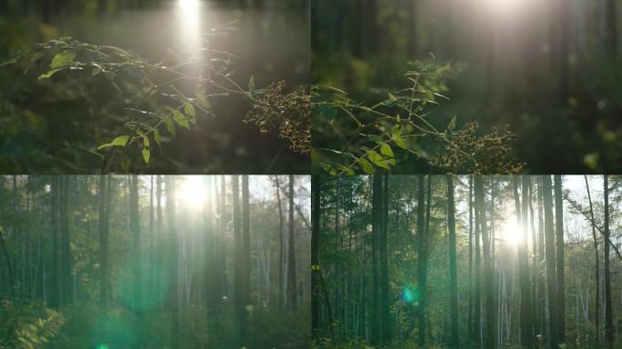 长白山 野外 森林 树叶 阳光 植物