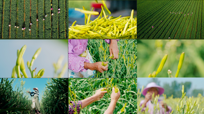 农民们在大片的黄花菜地里采摘黄花菜