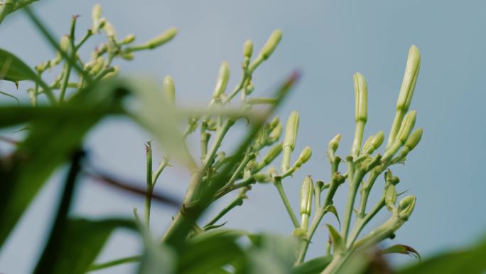 农民们在大片的黄花菜地里采摘黄花菜