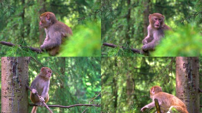 猕猴猴子野生动物上树4K