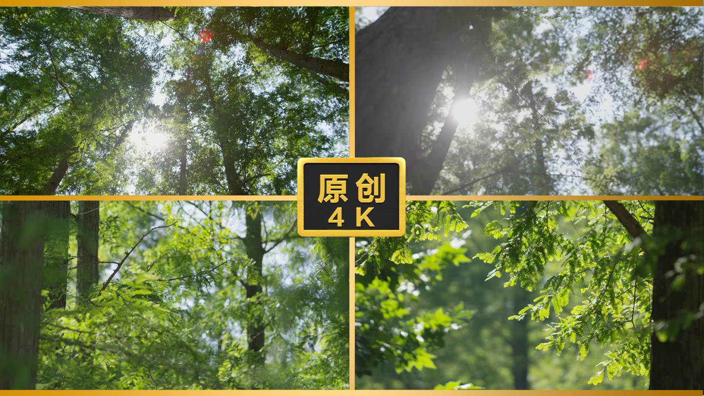夏天阳光大自然树林水杉自然生态阳光光晕