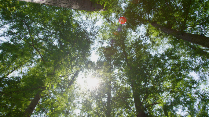 夏天阳光大自然树林水杉自然生态阳光光晕