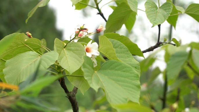 4k春天山花桐子花新雨后