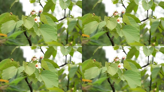 4k春天山花桐子花新雨后