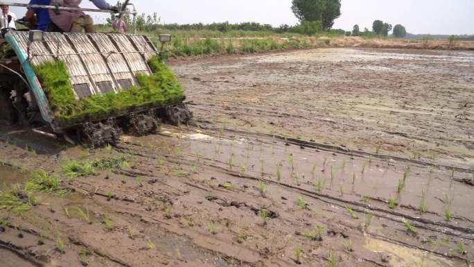水稻 机械插秧 田间管理 稻子 大米种植