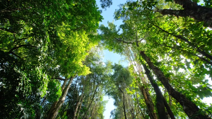 园林公园阳光树林间小路树荫林荫大道