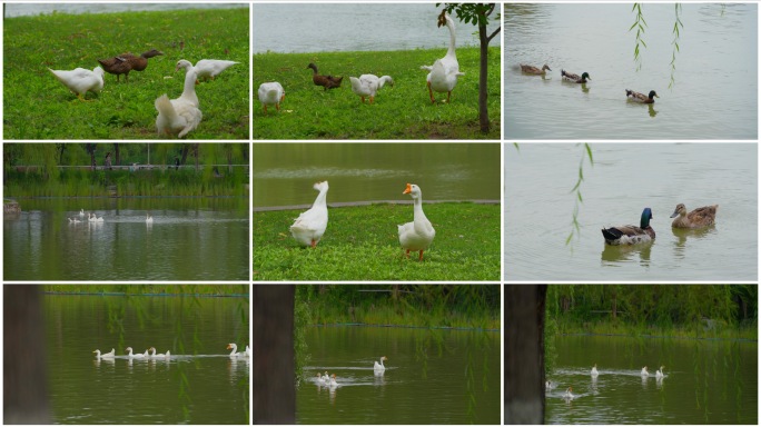 4K鸭子戏水 夏日鸭子 白天鹅