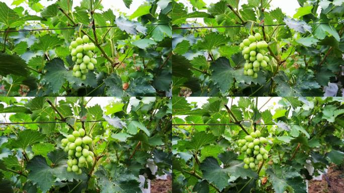4K实拍葡萄园葡萄果挂满枝头未成熟的葡萄