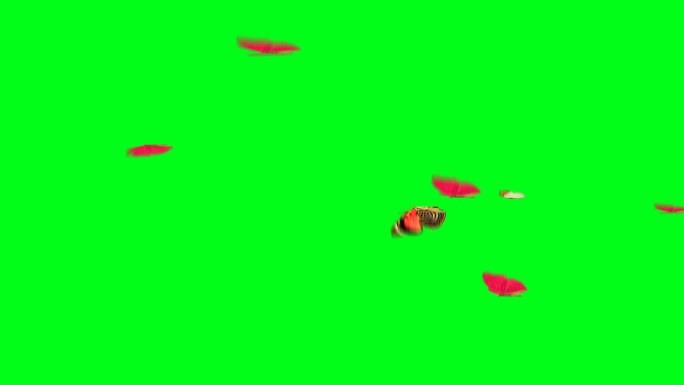 4K蝴蝶绿屏抠像素材