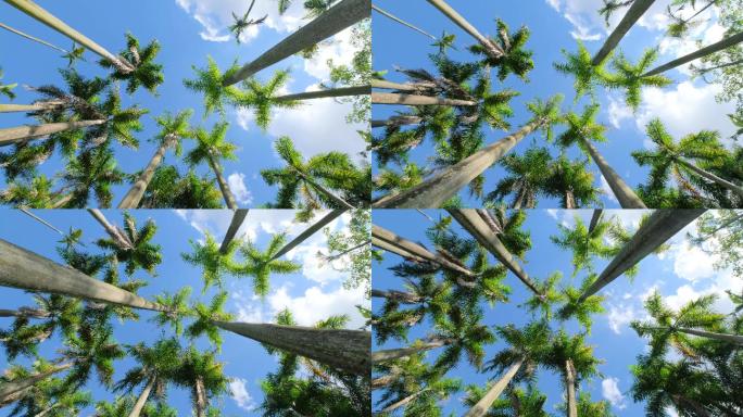 唯美夏天阳光高大的棕榈树林大王椰子树