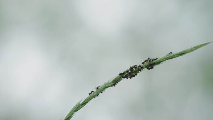 8k草叶上的蚂蚁