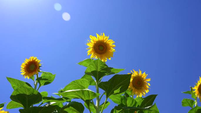 夏天阳光植物鲜花光影空镜合集