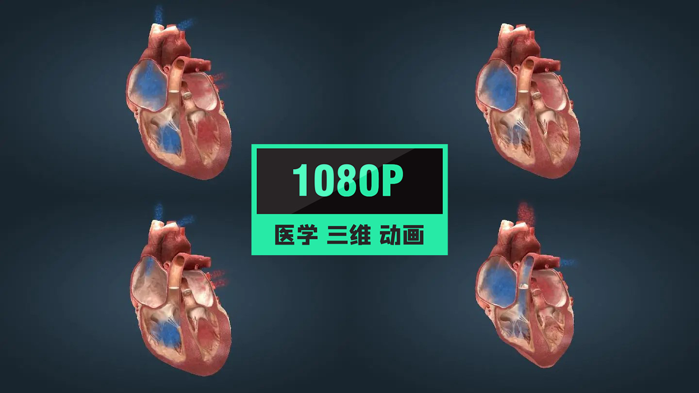 心脏功能人体血液循环原理医疗三维动画15
