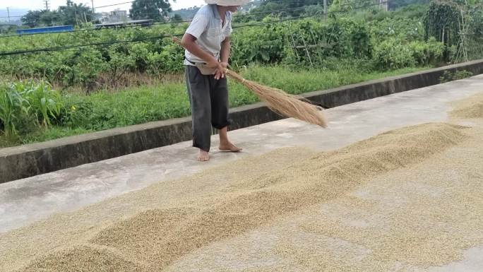 秋收水稻农民在乡间小路上晒谷晒太阳晒谷子