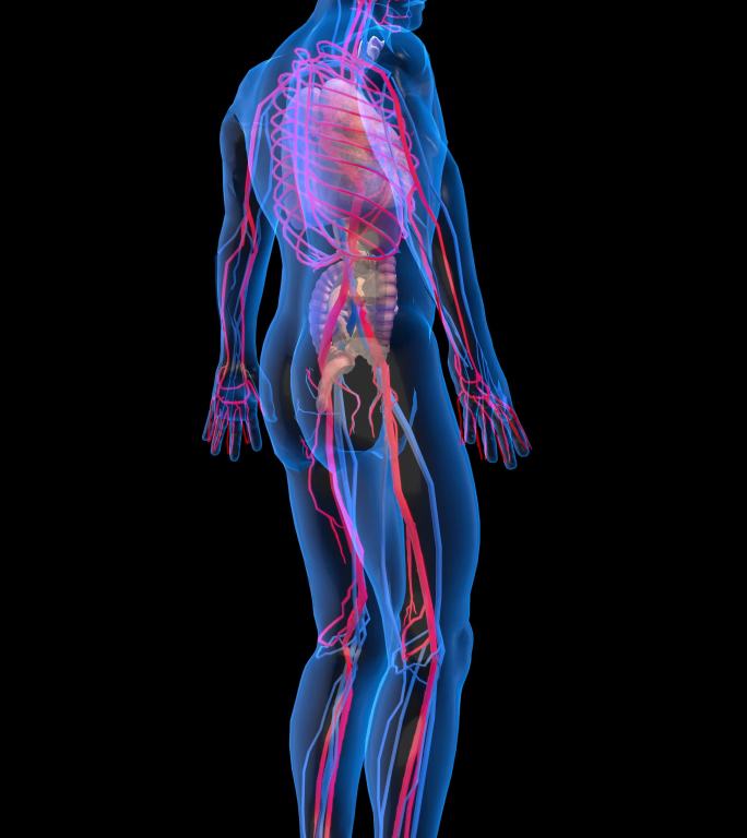 3D人体扫描 4K人体展示 医疗人物展示