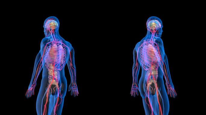 3D人体扫描 4K人体展示 医疗人物展示