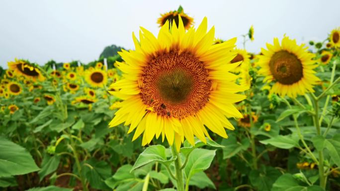 4K实拍美丽乡村一朵太阳花向日葵特写
