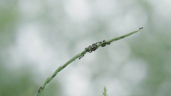 8k草叶上的蚂蚁