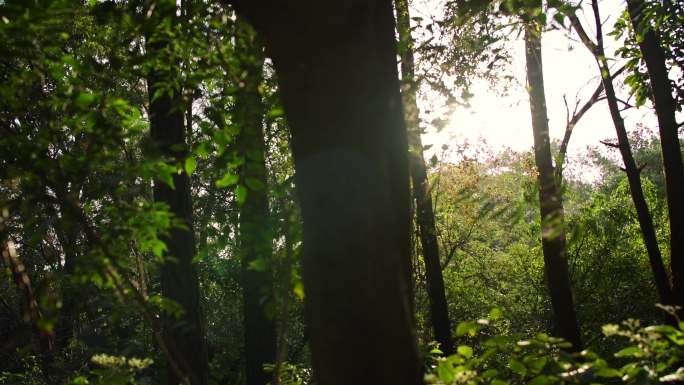 原始森林丛林热带森林热带植物 7
