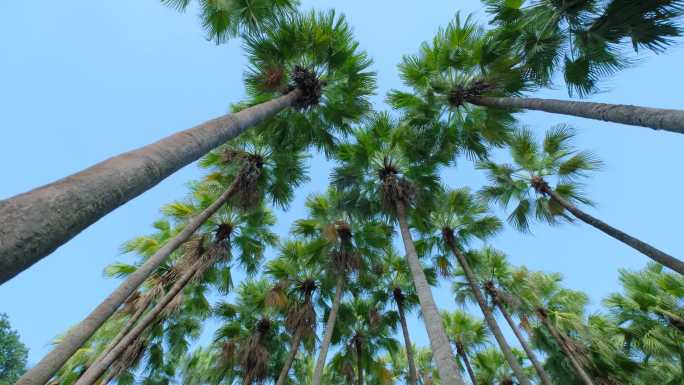 唯美夏天棕榈树林