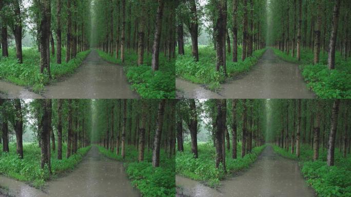 4k下雨天树林积水杨树林大自然