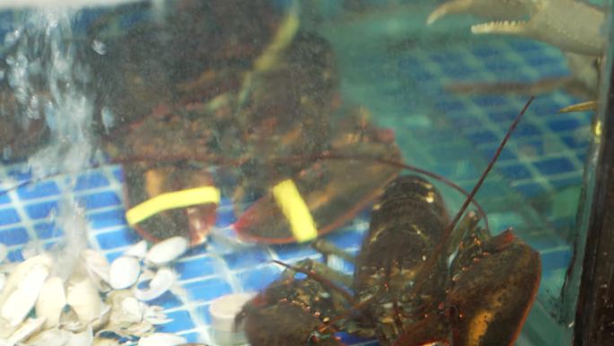 鱼缸  海鲜 螃蟹  龙虾 澳龙 面包蟹