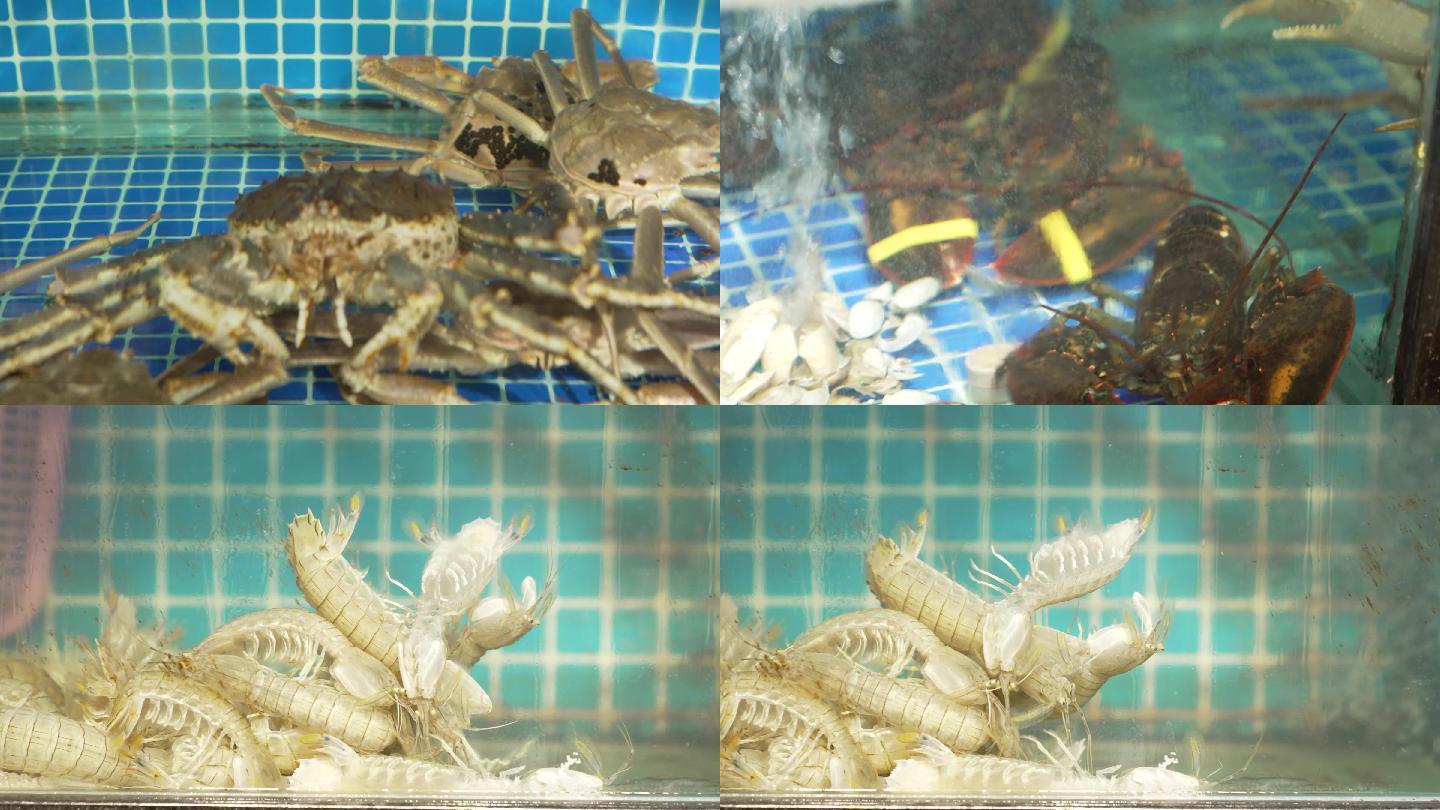 鱼缸  海鲜 螃蟹  龙虾 澳龙 面包蟹