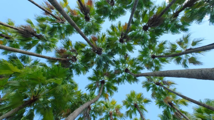 仰拍仰视旋转唯美夏天棕榈树林