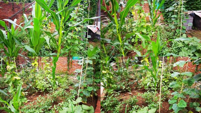 4K高清实拍农村老家的菜园子蔬菜种植
