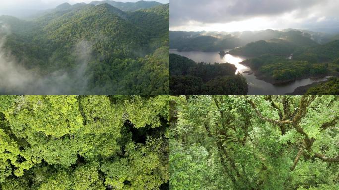 夏季哀牢山原始森林