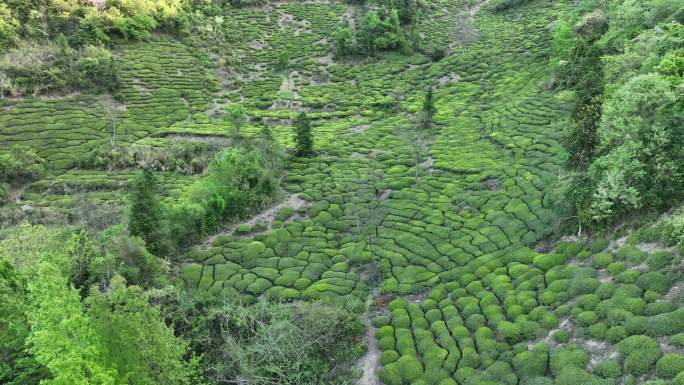 实拍皖南山区古道茶园