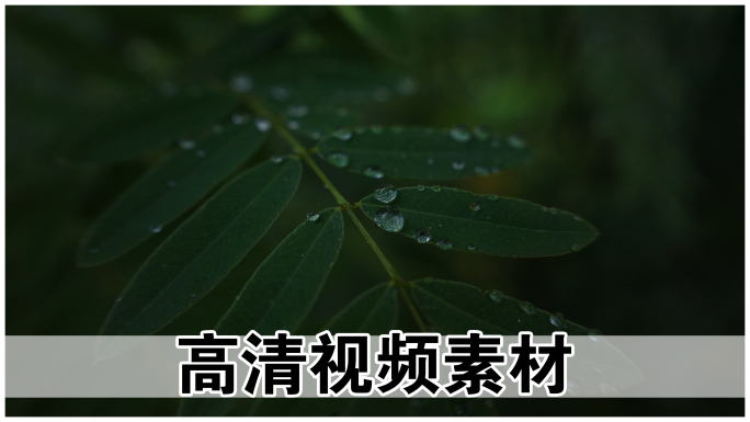 露水 雨后植物 野草