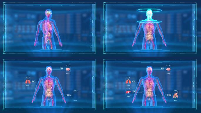 3D人体扫描 4K人体展示 医疗人物展示