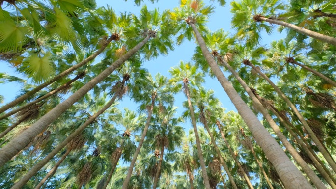 唯美夏天棕榈树林 槟榔树