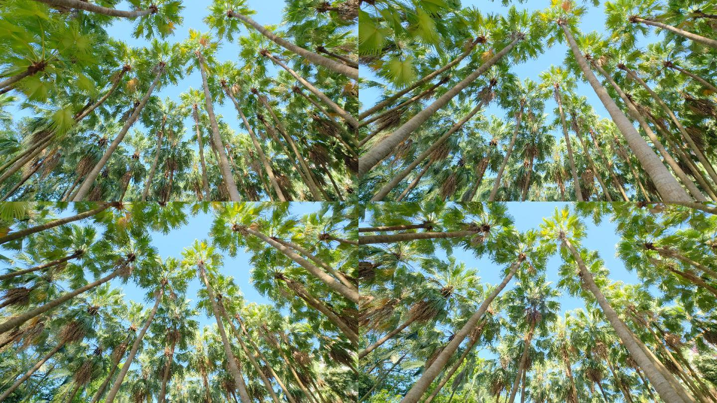唯美夏天棕榈树林 槟榔树