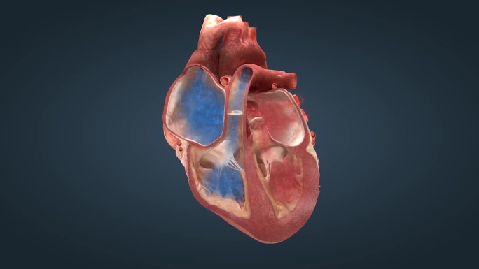 人体核心器官心脏泵血心血管系统动画18