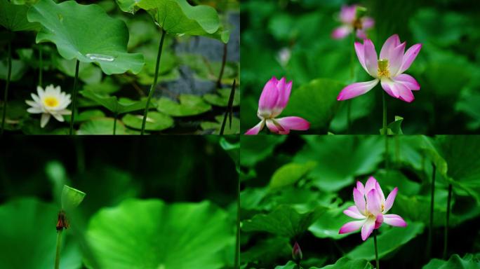 雨中荷花