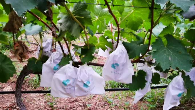 4K阳光玫瑰葡萄藤种植葡萄成熟葡萄丰收