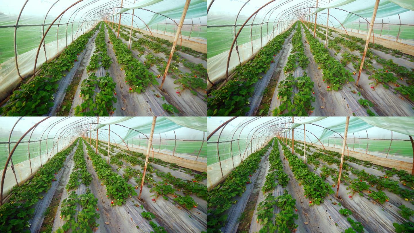 草莓大棚  现代农业食物农业